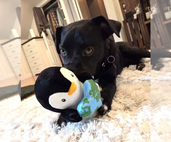 Medium Photo #2 Boxador Puppy For Sale in Wakefield, RI, USA