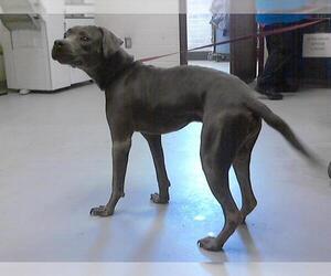 Medium American Pit Bull Terrier