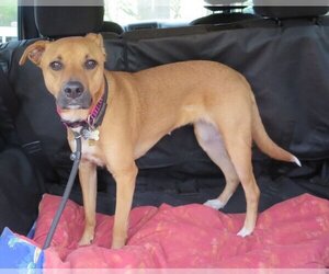 Shelby (SADIE) - Female Mutt Dog for Adoption - Photo #14