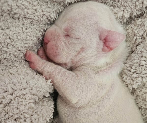 Medium Photo #1 Boxer Puppy For Sale in BRIGHTON, CO, USA