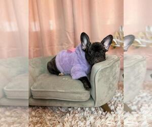 French Bulldog Puppy for sale in BOSTON, MA, USA