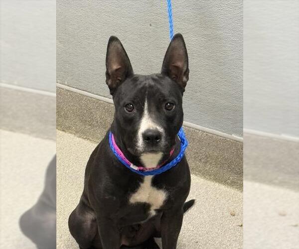 Medium Photo #1 American Pit Bull Terrier-Unknown Mix Puppy For Sale in Las Vegas, NV, USA