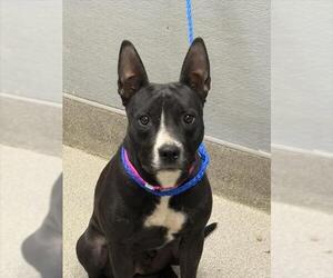 American Pit Bull Terrier-Unknown Mix Dogs for adoption in Las Vegas, NV, USA