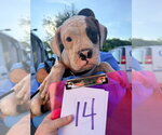 Small #1 Boxer