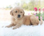 Small #5 Golden Retriever