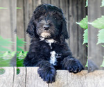 Puppy Tanner Sheepadoodle