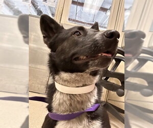 Mutt Dogs for adoption in Riverside, CA, USA