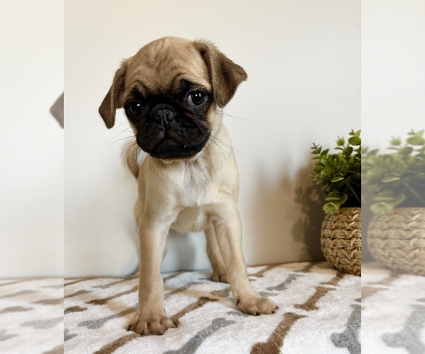 Medium Photo #4 Pug Puppy For Sale in INDIANAPOLIS, IN, USA