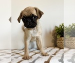 Small #3 Pug