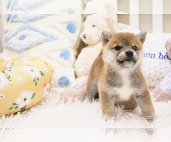 Medium Photo #5 Shiba Inu Puppy For Sale in HILO, HI, USA