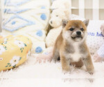 Small Photo #5 Shiba Inu Puppy For Sale in HILO, HI, USA