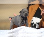 Small #7 Cane Corso