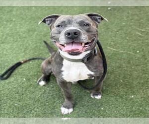American Pit Bull Terrier-Unknown Mix Dogs for adoption in Las Vegas, NV, USA