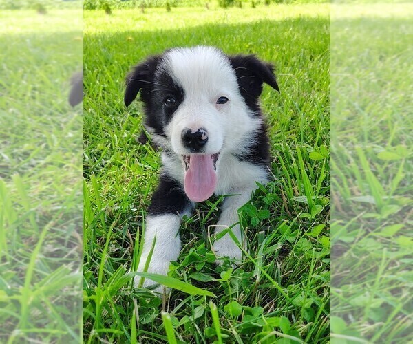 Medium Photo #11 Border Collie Puppy For Sale in NORBORNE, MO, USA