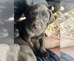 Puppy Dumbo German Shorthaired Lab