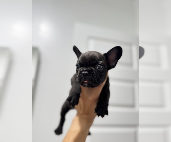 Medium Photo #1 French Bulldog Puppy For Sale in LAVEEN, AZ, USA