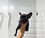 Puppy Puppy 1 French Bulldog