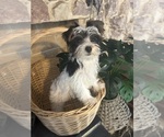Small #2 Yorkshire Terrier