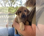Small #3 Anatolian Shepherd-Great Pyrenees Mix