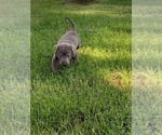 Small Photo #13 Labrador Retriever Puppy For Sale in LEASBURG, MO, USA