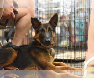 German Shepherd Dog Dogs for adoption in Modesto, CA, USA