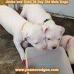 Small Photo #117 Dogo Argentino Puppy For Sale in JANE, MO, USA