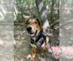 Small Mutt