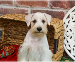 Small #4 Schnauzer (Miniature)