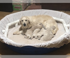 Mother of the Golden Retriever puppies born on 03/22/2023