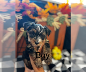 Yorkshire Terrier Puppy for sale in PHILLIPS RANCH, CA, USA