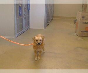 Cavalier King Charles Spaniel Dogs for adoption in Sacramento, CA, USA