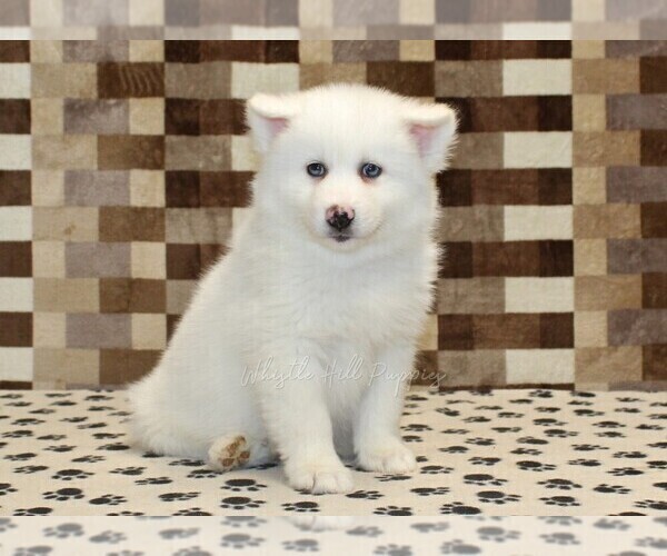 Medium Photo #4 Pomsky Puppy For Sale in DENVER, PA, USA