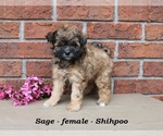 Small #4 Shih-Poo