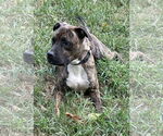 Small American Pit Bull Terrier Mix