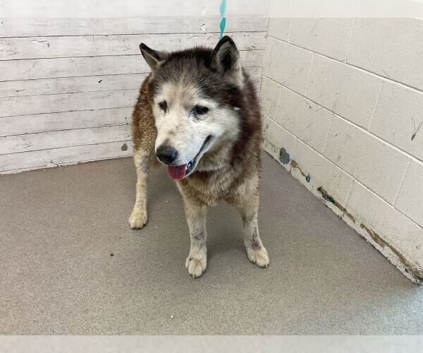 Medium Photo #1 Siberian Husky Puppy For Sale in San Bernardino, CA, USA