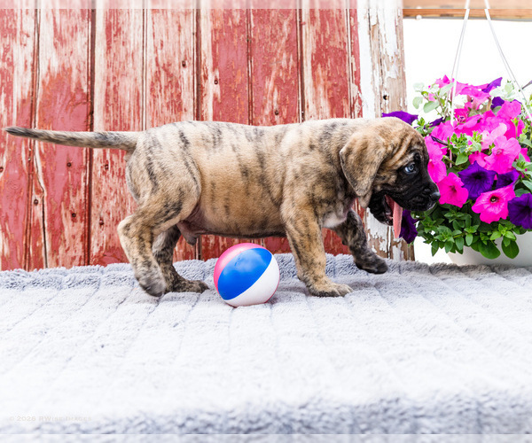 Medium Photo #21 Mastiff Puppy For Sale in WAKARUSA, IN, USA
