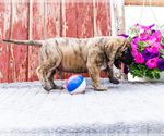 Small #20 Mastiff