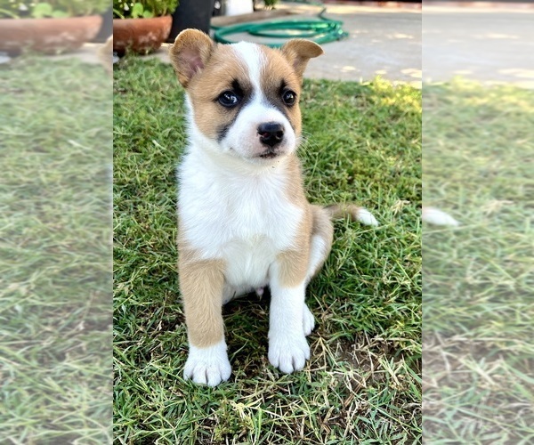 Medium Photo #3 Australian Cattle Dog Puppy For Sale in RAMONA, CA, USA