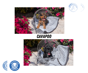 Cavapoo Litter for sale in GOSHEN, IN, USA