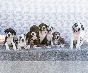 Great Dane Puppy for Sale in WAKARUSA, Indiana USA