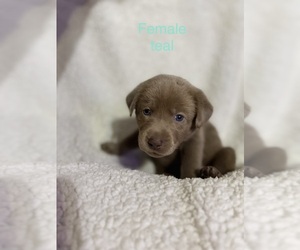 Medium Labrador Retriever