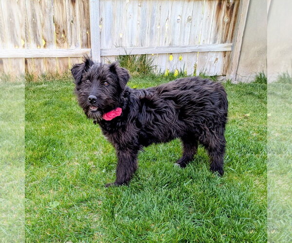 Medium Photo #4 Poodle (Standard)-Unknown Mix Puppy For Sale in Sandy, UT, USA