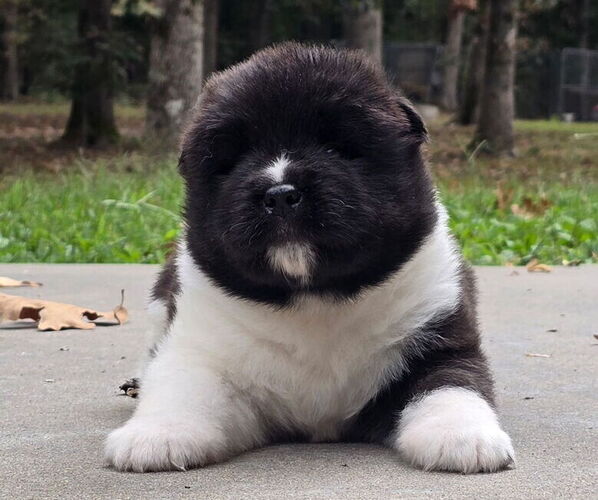 Medium Photo #2 Akita Puppy For Sale in STRAFFORD, MO, USA