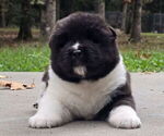 Small #1 Akita