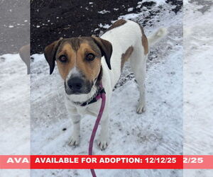 Mutt Dogs for adoption in Williamsburg, IA, USA