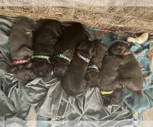 Faux Frenchbo Bulldog Puppy for sale in KILLEEN, TX, USA