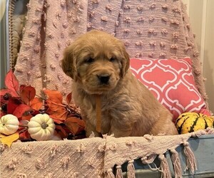 Golden Retriever Puppy for sale in WILLARD, WI, USA