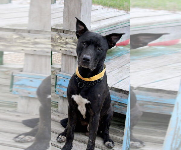 Medium Photo #2 Mutt Puppy For Sale in Foristell, MO, USA