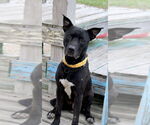Small #1 Mutt