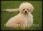 Small Photo #75 Poodle (Miniature) Puppy For Sale in COPPOCK, IA, USA